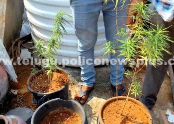 మేడపైన గంజాయి మొక్కలు పెంపకం చేస్తున్న వ్యక్తి అరెస్ట్..!