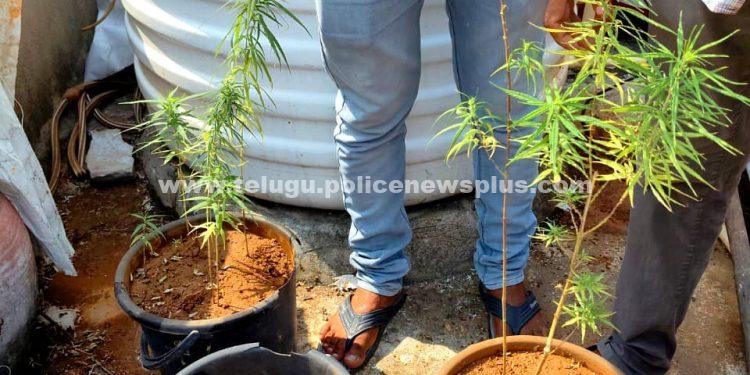 మేడపైన గంజాయి మొక్కలు పెంపకం చేస్తున్న వ్యక్తి అరెస్ట్..!