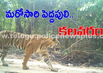 పంటపొలాల్లో కలకలం రేపిన పులి సంచారం..!