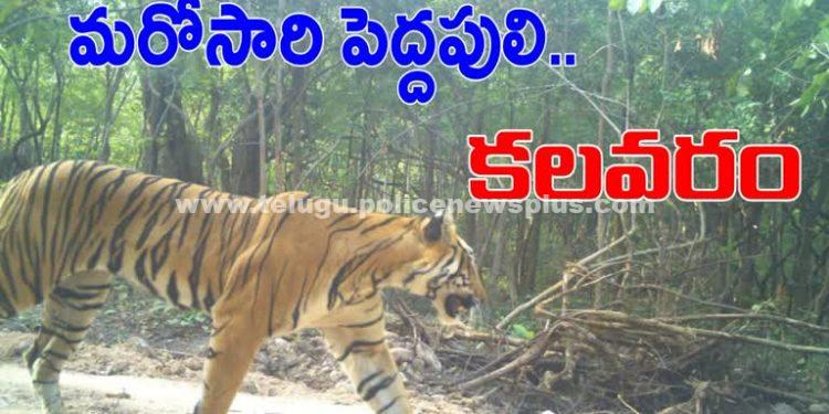 పంటపొలాల్లో కలకలం రేపిన పులి సంచారం..!