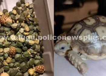 తాబేళ్ళ అక్రమ రవాణా… పట్టుకున్న కస్టమ్స్ అదికారులు..!