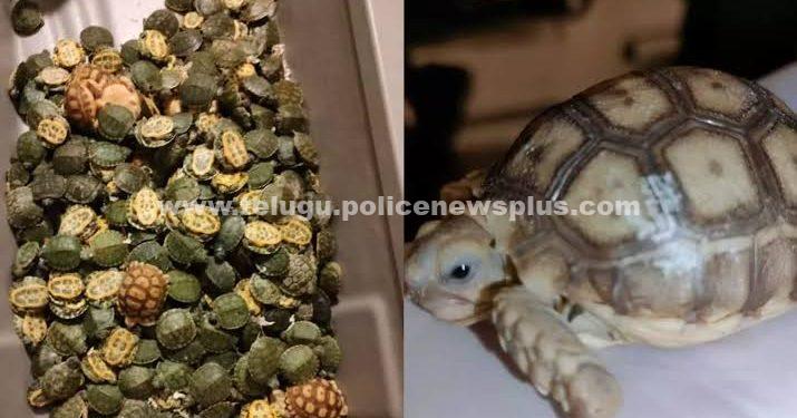 తాబేళ్ళ అక్రమ రవాణా… పట్టుకున్న కస్టమ్స్ అదికారులు..!