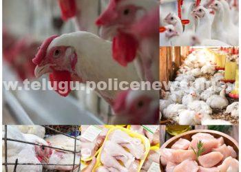 చికెన్ తినేవారికి బిగ్ షాక్, కోళ్లకు అంతుచిక్కని వైరస్, లక్షల్లో మృతి..!