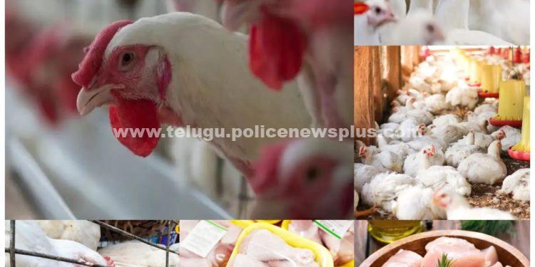 చికెన్ తినేవారికి బిగ్ షాక్, కోళ్లకు అంతుచిక్కని వైరస్, లక్షల్లో మృతి..!