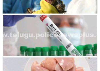 చికెన్ ను ఇష్టంగా తింటారా? ముక్క లేకుంటే ముద్ద దిగదా?… అయితే మీరు కొద్దిరోజులు జాగ్రత్తగా వుండాలి.ఎందుకంటే చికెన్ ద్వారా ప్రమాదకర వైరస్ మనుషులకు సోకుతుంది..!