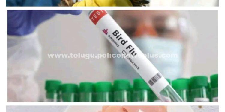 చికెన్ ను ఇష్టంగా తింటారా? ముక్క లేకుంటే ముద్ద దిగదా?… అయితే మీరు కొద్దిరోజులు జాగ్రత్తగా వుండాలి.ఎందుకంటే చికెన్ ద్వారా ప్రమాదకర వైరస్ మనుషులకు సోకుతుంది..!